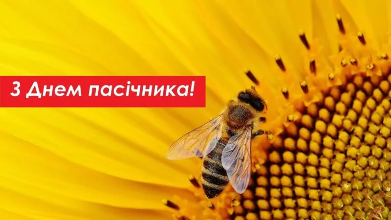 День пасічника 2024: привітання, картинки, все про цей день