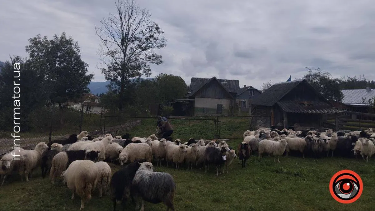 Нічна ДТП у Ворохті: водій насмерть збив всю отару овець і втік