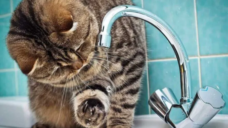 В частині Коломиї екстрено відключили воду