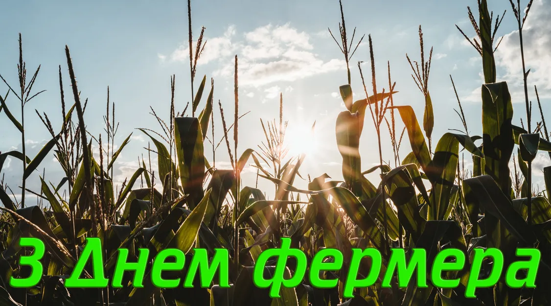 День фермера 2026: привітання, теплі слова та листівки