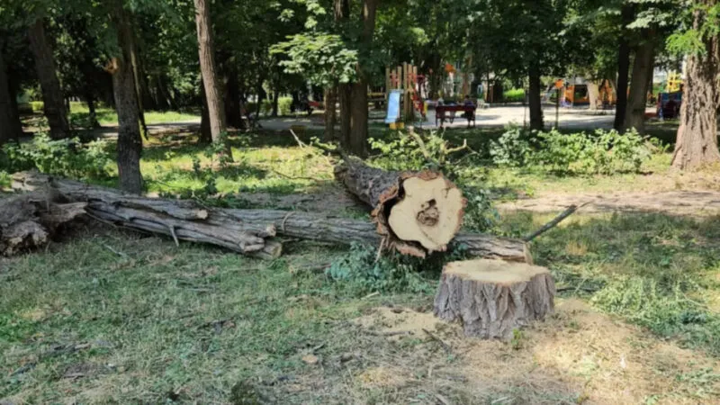 Знову без дозволів: у Коломиї зрізали дерева в парку-пам’ятці садово-паркового мистецтва