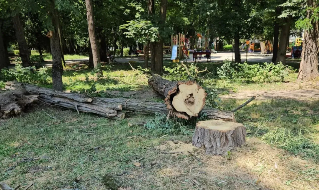Знову без дозволів: у Коломиї зрізали дерева в парку-пам'ятці садово-паркового мистецтва
