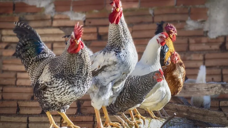 Чому фермери переходять на німецькі поїлки для птиці
