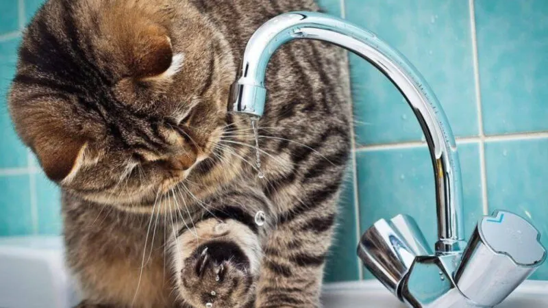 З 9 до 16 без води: у Коломиї ремонтуватимуть водогін